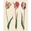 210379_Tulips01_819x1024.jpg